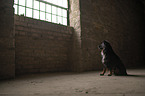 male Miniature American Shepherd