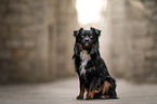 male Miniature American Shepherd