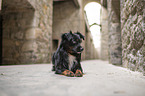 male Miniature American Shepherd