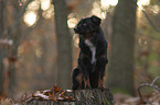male Miniature American Shepherd