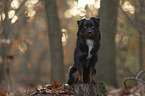 male Miniature American Shepherd