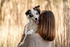 Miniature American Shepherd