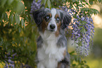 Miniature American Shepherd