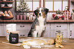 Miniature American Shepherd