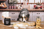 Miniature American Shepherd