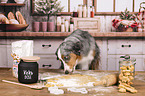 Miniature American Shepherd