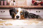 Miniature American Shepherd