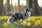 Miniature American Shepherd