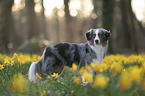 Miniature American Shepherd