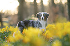 Miniature American Shepherd