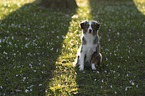 Miniature American Shepherd