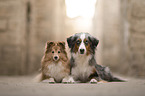 Miniature American Shepherd