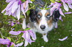 Miniature American Shepherd