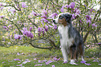 Miniature American Shepherd