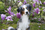 Miniature American Shepherd