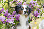 Miniature American Shepherd