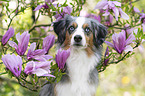 Miniature American Shepherd