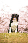 Miniature American Shepherd