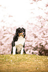 Miniature American Shepherd