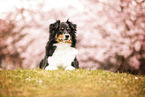 Miniature American Shepherd