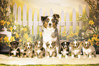Miniature American Shepherd