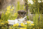 Miniature American Shepherd