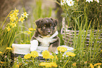 Miniature American Shepherd