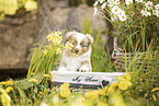 Miniature American Shepherd