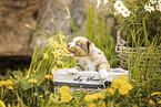 Miniature American Shepherd