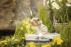 Miniature American Shepherd