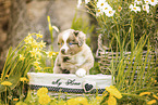 Miniature American Shepherd