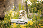 Miniature American Shepherd