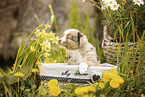 Miniature American Shepherd