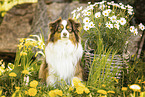 Miniature American Shepherd