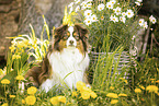 Miniature American Shepherd
