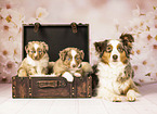 Miniature American Shepherd
