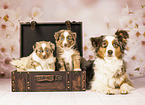 Miniature American Shepherd