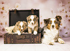 Miniature American Shepherd