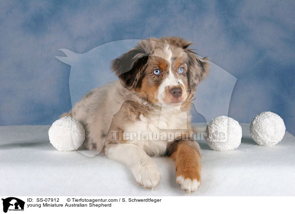 young Miniature Australian Shepherd / SS-07912