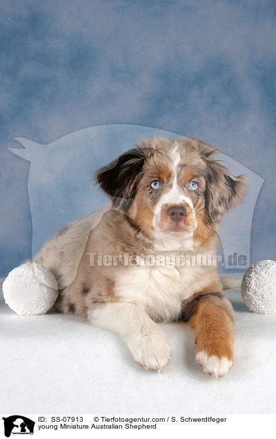young Miniature Australian Shepherd / SS-07913