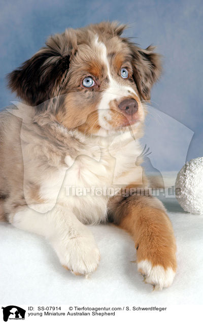 young Miniature Australian Shepherd / SS-07914