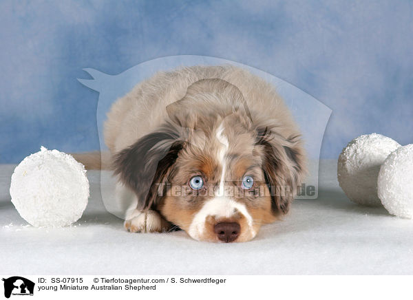 junger Miniature Australian Shepherd / young Miniature Australian Shepherd / SS-07915