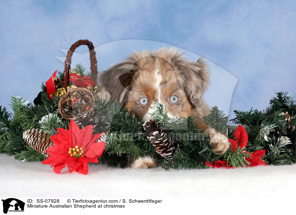 Miniature Australian Shepherd at christmas / SS-07928