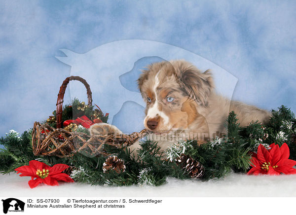 Miniature Australian Shepherd at christmas / SS-07930