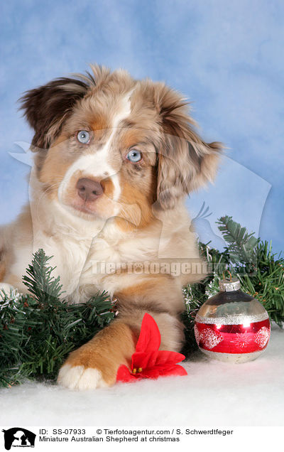 Miniature Australian Shepherd at christmas / SS-07933