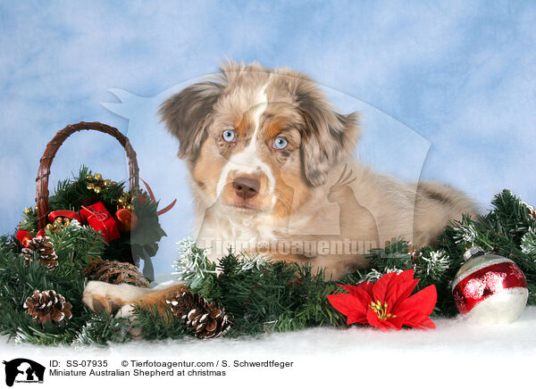 Miniature Australian Shepherd at christmas / SS-07935