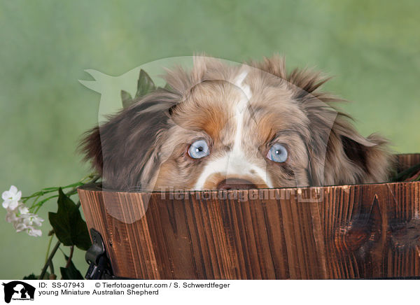 junger Miniature Australian Shepherd / young Miniature Australian Shepherd / SS-07943