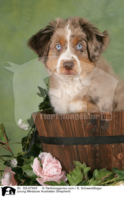 junger Miniature Australian Shepherd / young Miniature Australian Shepherd / SS-07945