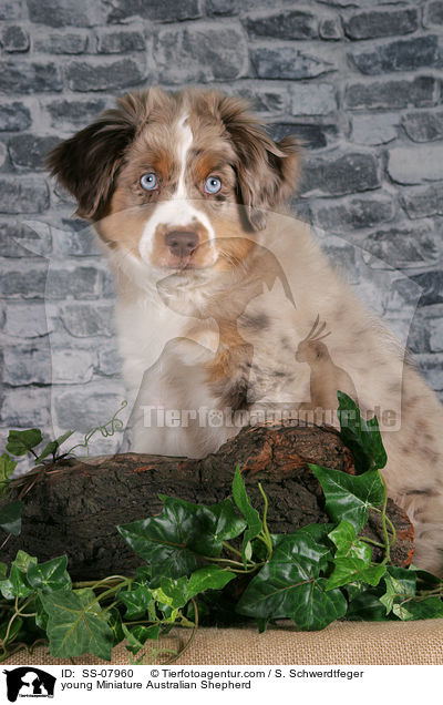 young Miniature Australian Shepherd / SS-07960