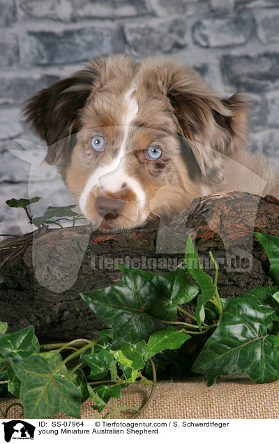 young Miniature Australian Shepherd / SS-07964